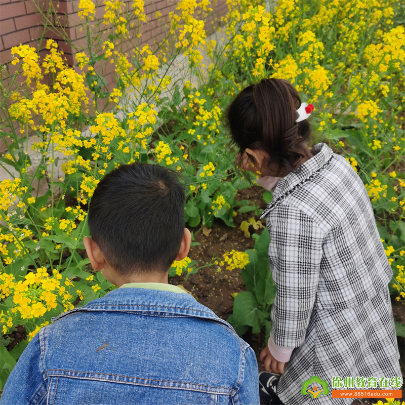 单集镇黄集幼儿园：“油”你好看