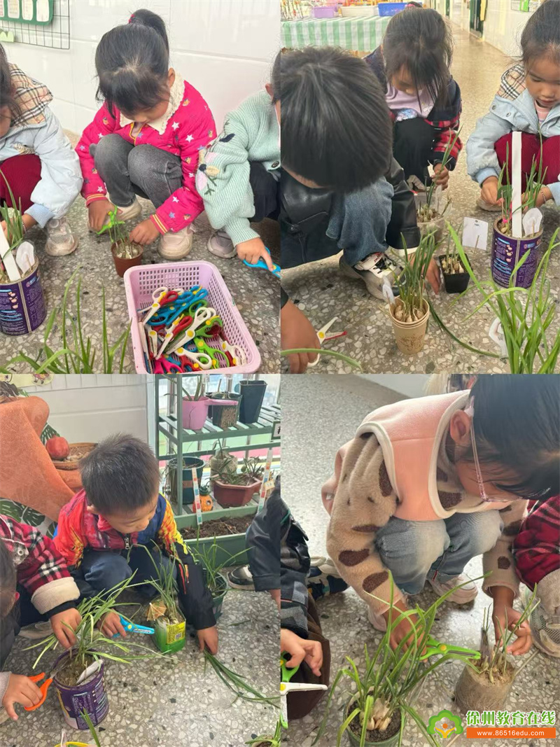 “蒜” 你可爱 “苗”出成长——单集镇贺庄幼儿园大班食育活动
