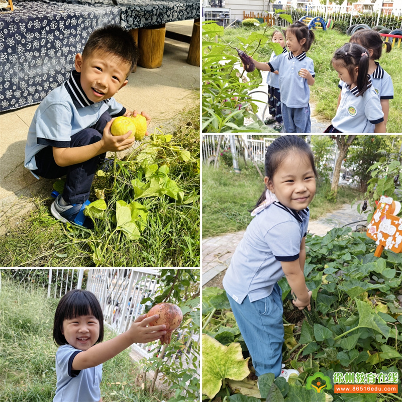 拾秋季?徐州市第一实验幼儿园探秘种植园
