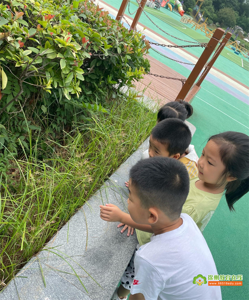 白露至 秋实美——徐州市第二实验幼儿园二十四节气之白露活动