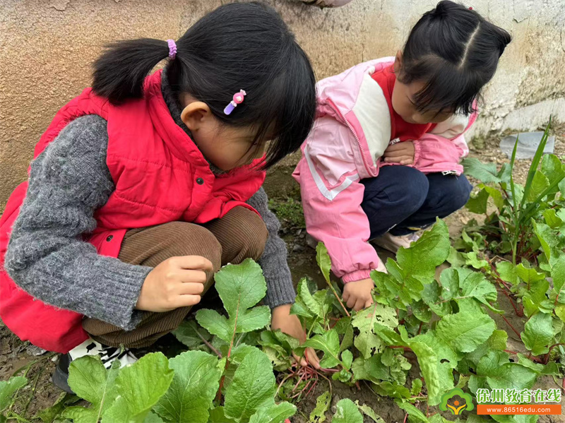 贺庄幼儿园“冬藏腌趣”活动：小朋友们亲手腌制的冬日美味