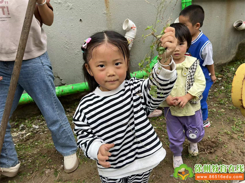 播种希望 收获成长——单集镇贺庄幼儿园小菜园种植活动