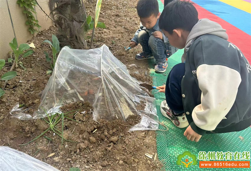 “小种子，大梦想”——单集镇中心幼儿园棉花种植体验活动