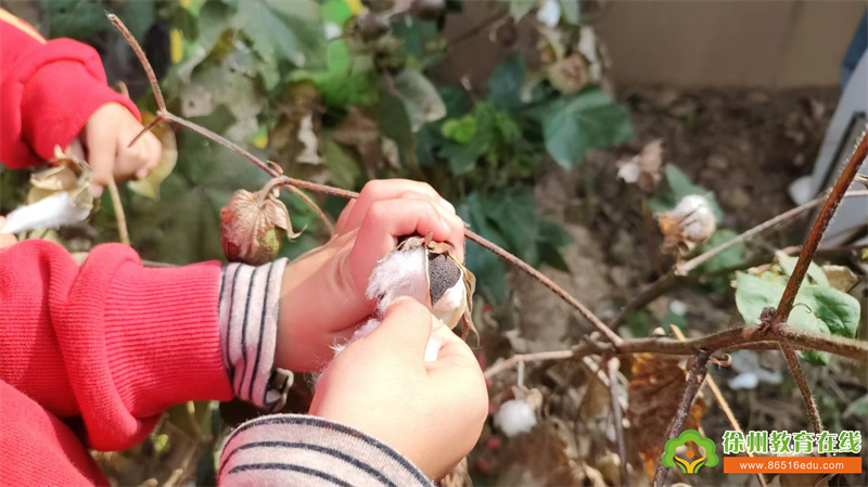 单集镇中心幼儿园：小小棉农初体验，创意粘贴乐无边