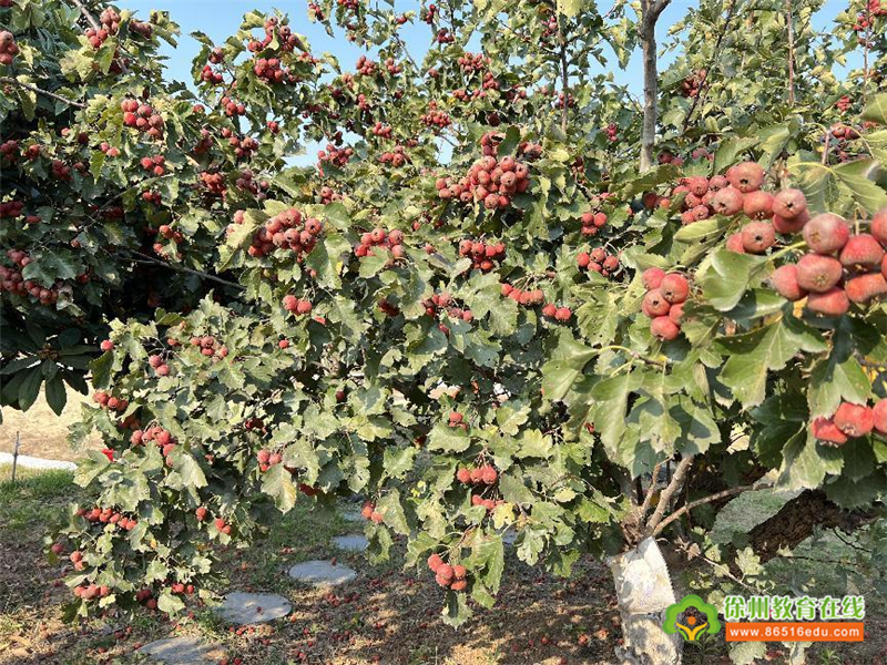 大黄山实验幼儿园：遇见秋天，遇见美