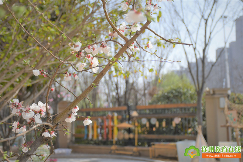 菁华幼儿园|3·12 植树节 树用绿叶装点着春天