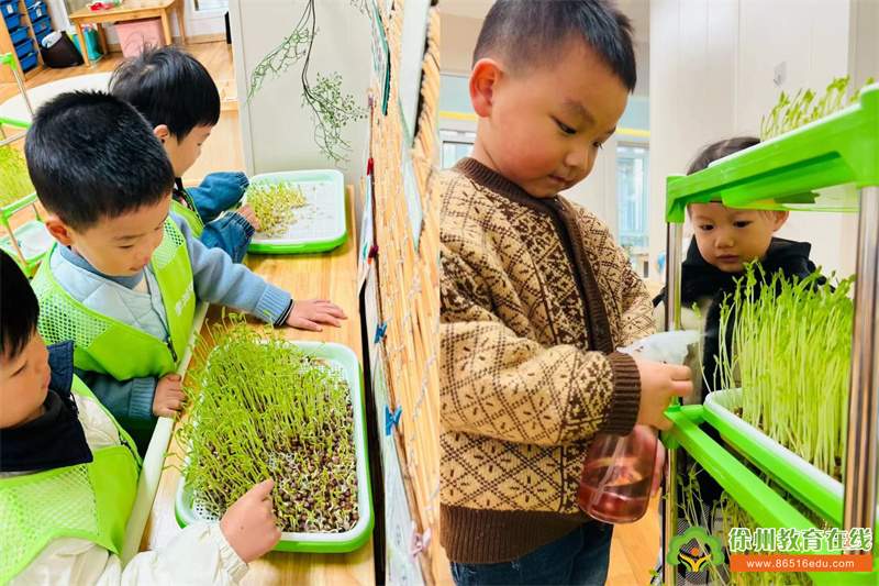 小豌豆大变身——徐州市第二实验幼儿园小班萌宝的豌豆种植奇妙旅程