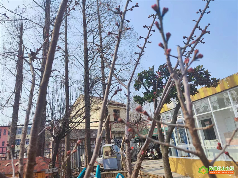 桃园中心幼儿园：节日节气 | 从一粒种子开始