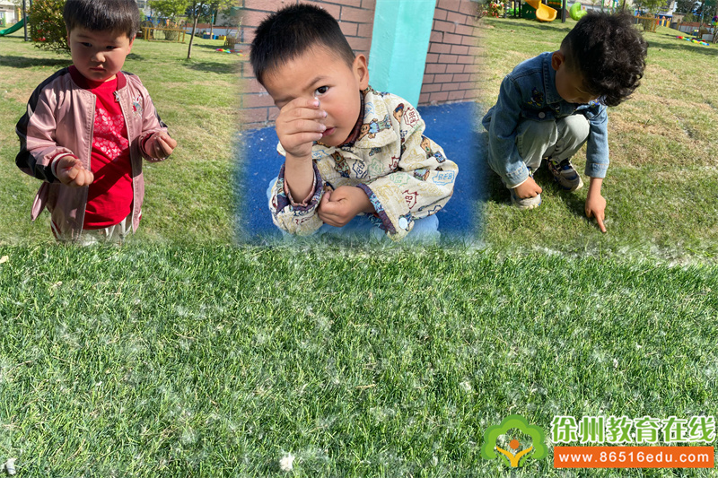单集镇黄集幼儿园：杨柳依依，“絮”写精彩